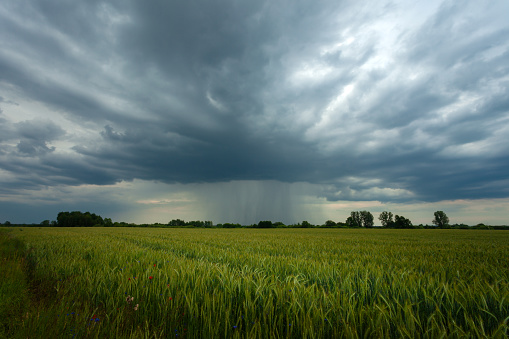 Rain cloud over a green field with grain in Nowiny, Lublin Voivodeship, Poland