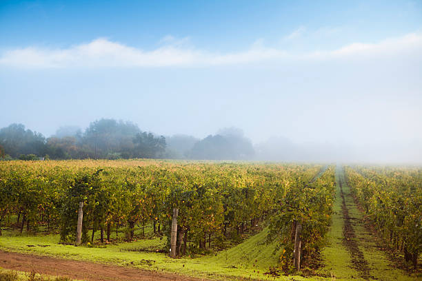 istock Misty vineyard, Napa Valley, California, USA 183410380