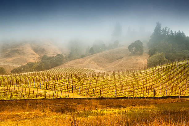 туманный виноградник в долине напа, калифорния, сша - napa valley sonoma county vineyard autumn стоковые фото и изображения