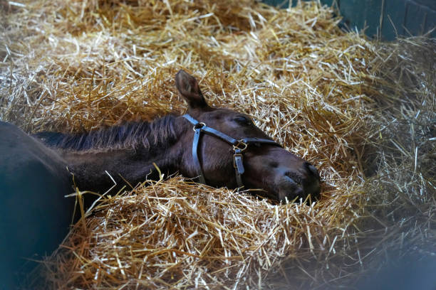 Beautiful black thoroughbred pony laying down in a pile of hay inside a stable