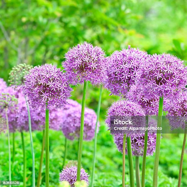 Photo libre de droit de Ornement Alliumglobemasteroignon Xvii banque d'images et plus d'images libres de droit de Ail - Liliacées - Ail - Liliacées, Arbre en fleurs, Beauté de la nature