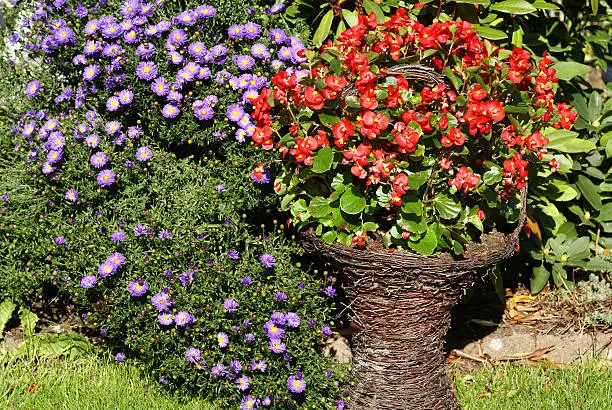 Ice-begonias and michaelmas daisies.Please see more similar pictures of my Portfolio.Thank you!