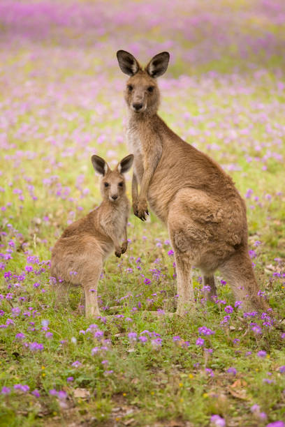 mutter und joey - kangaroo joey marsupial mammal stock-fotos und bilder