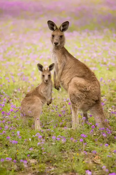 Mother Kangaroo with her joey in the wild.
