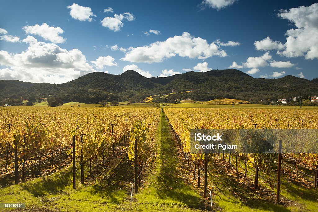 Uva su un'azienda vinicola vite - Foto stock royalty-free di Napa Valley