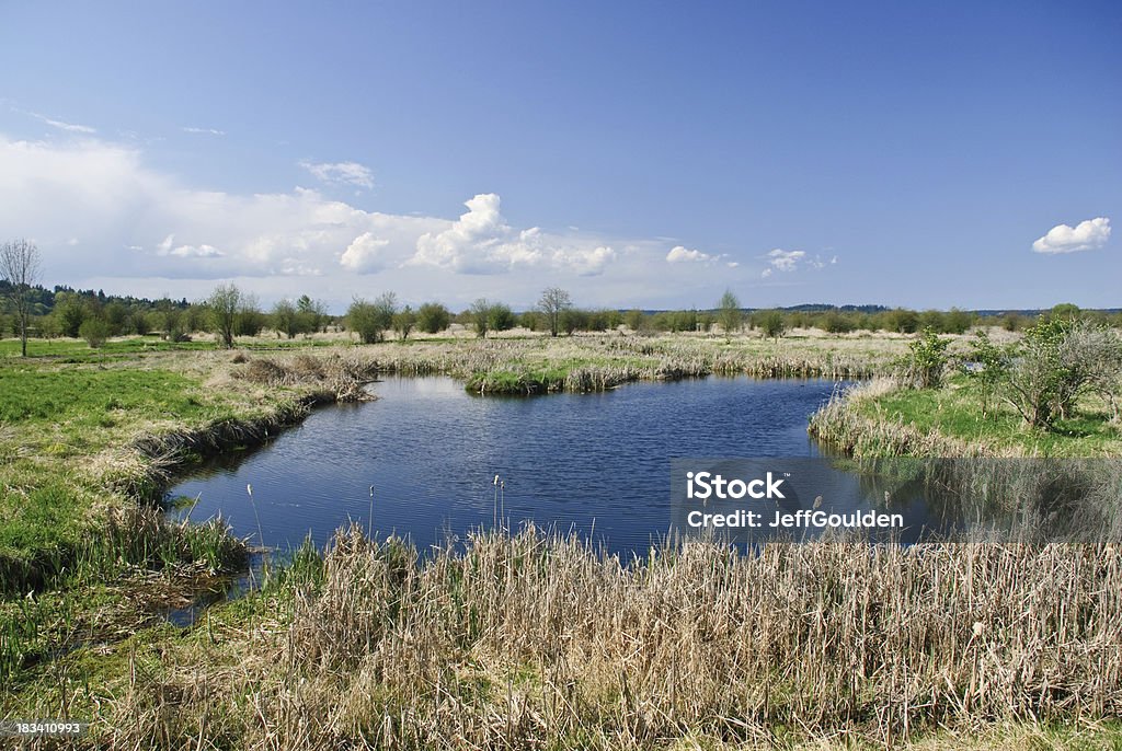 Paludi e blu cielo con nuvole - Foto stock royalty-free di Nisqually National Wildlife Refuge