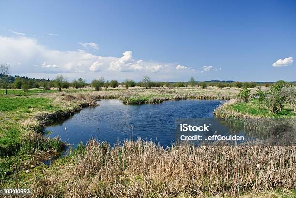 Paludi E Blu Cielo Con Nuvole - Fotografie stock e altre immagini di Nisqually National Wildlife Refuge - Nisqually National Wildlife Refuge, Acqua, Ambientazione esterna