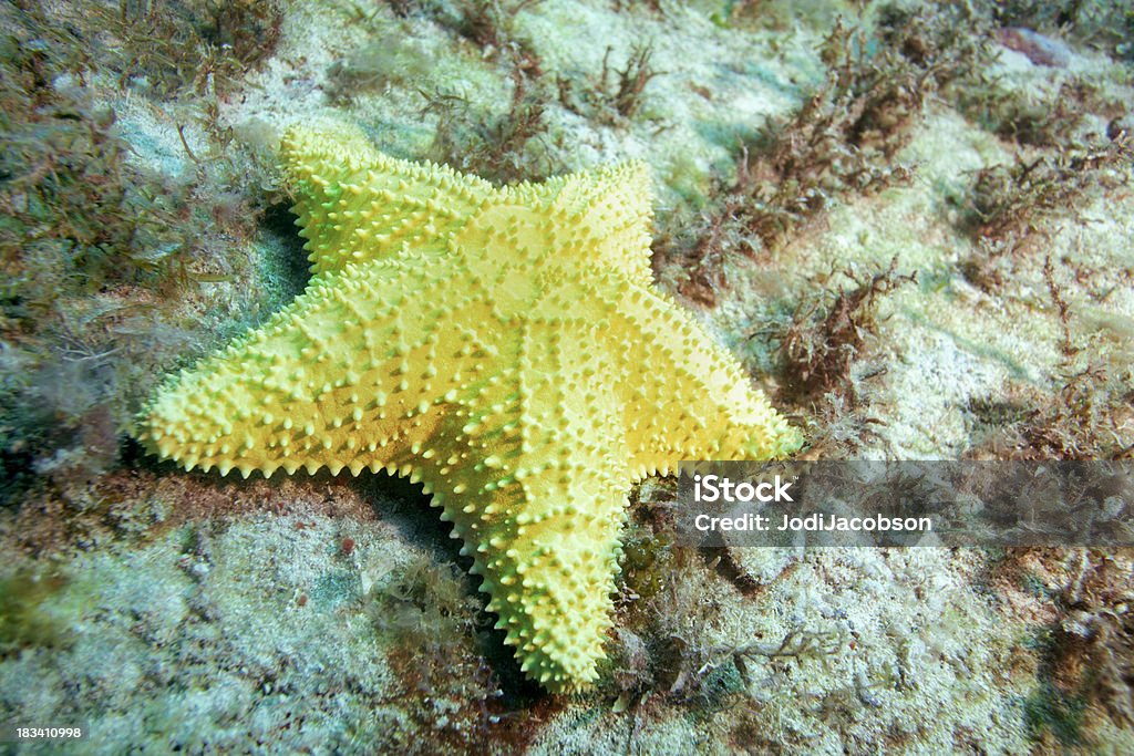 Alive желтый Морская звезда Подводный - Стоковые фото Жёлтый роялти-фри