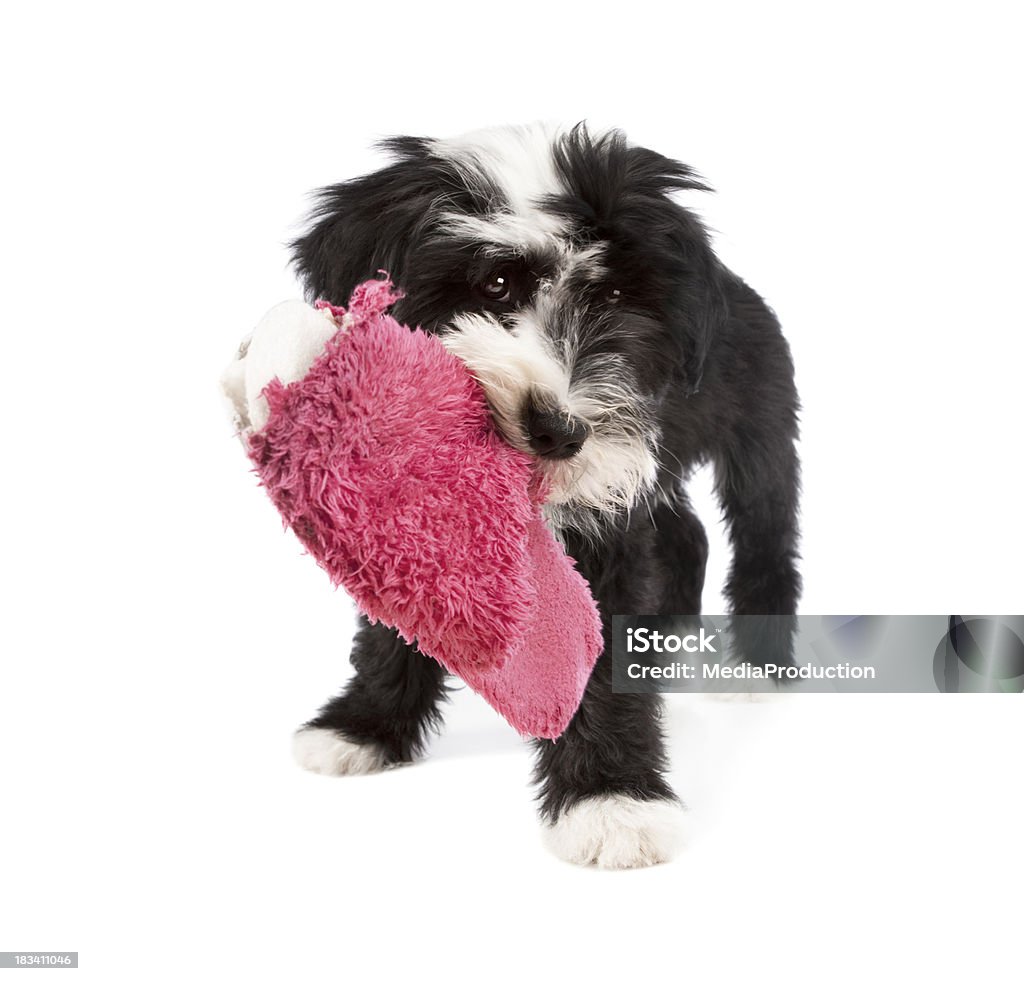 Birichinata cane - Foto stock royalty-free di Cane