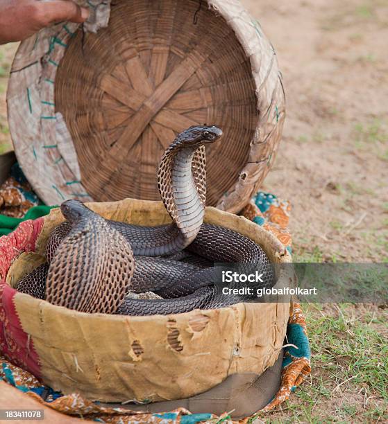 Foto de Indian Najas Em Cesta e mais fotos de stock de Animal - Animal, Cesto, Cobra