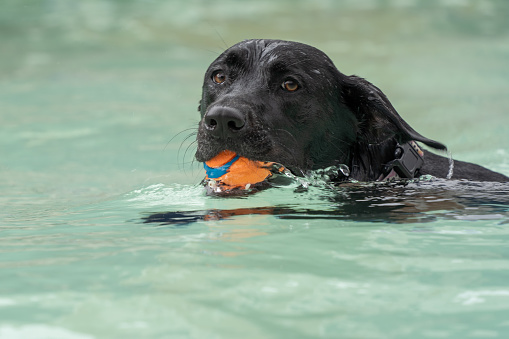 Close-up of Labrador Retriever swimming with orange toy.