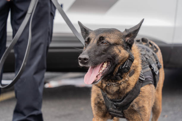 ベルジアン・マリノア警察犬 - security alertness canine pets スト��ックフォトと画像