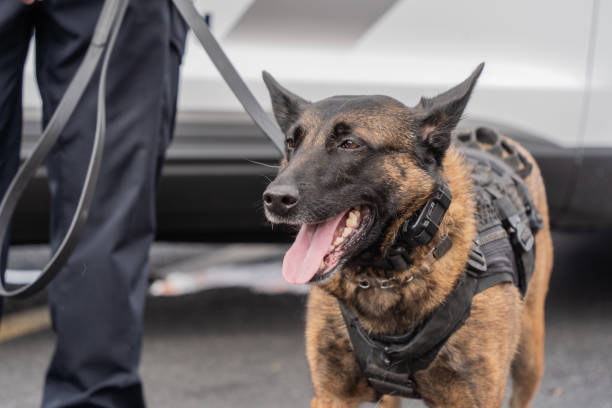 istock Belgian Malinois Police Dog 1834113178