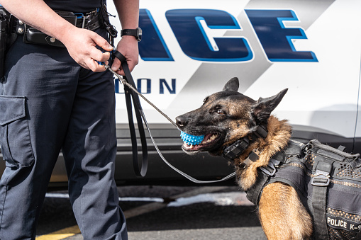 Policeman demonstrates training of a Belgian Malinois police dog at dog days event in Lehigh Valley, Pennsylvania