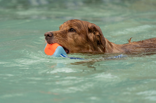 Close-up of Golden Retriever swimming with orange toy.