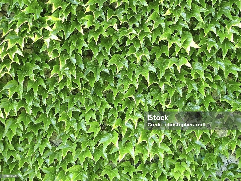 Mur recouvert de lierre vert vif de Boston - Photo de Couleur verte libre de droits