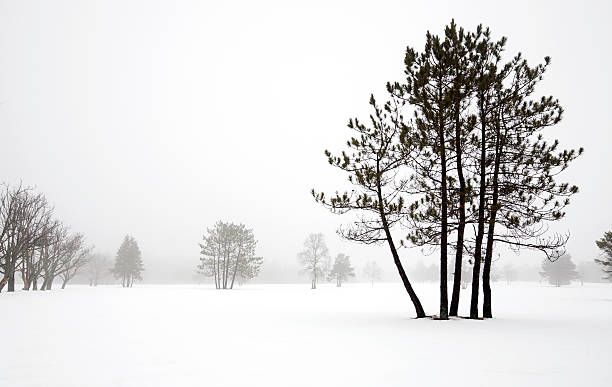 istock Pine Cluster in Fog 183411489