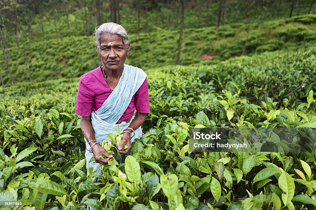 Тамилы pickers сбор чая листья, Шри-Ланка - Стоковые фото Азиатского и индийского происхождения роялти-фри