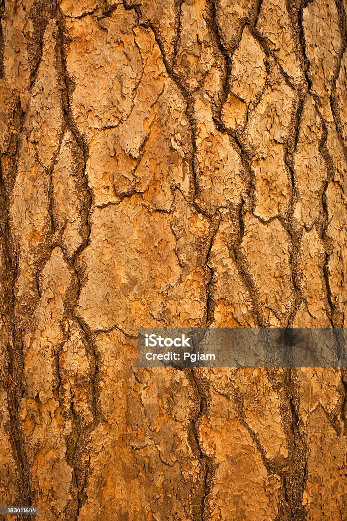 Giant Sequoia (Sequoiadendron giganteum) bark "Massive, ancient giant sequoias in groves in Yosemite National Park California USA" Close-up Stock Photo