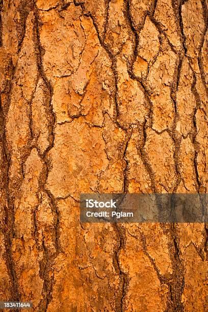 Giant Sequoia Bark Stock Photo - Download Image Now - Close-up, Plant Bark, Redwood Tree