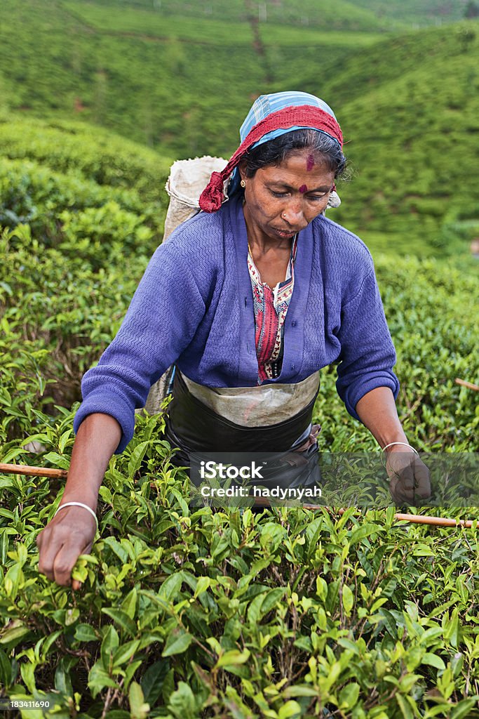 Tamil selettori raccolta di foglie di tè dello Sri Lanka - Foto stock royalty-free di Adulto