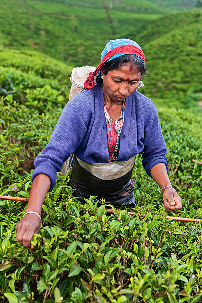 istock Tamil tea pickers collecting leaves, Sri Lanka 183411690