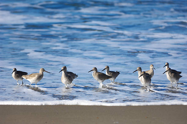 istock Sandpiper Birds on Beach 183411824