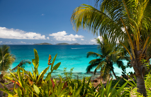 Tropical island paradise beach with coconut palm tree