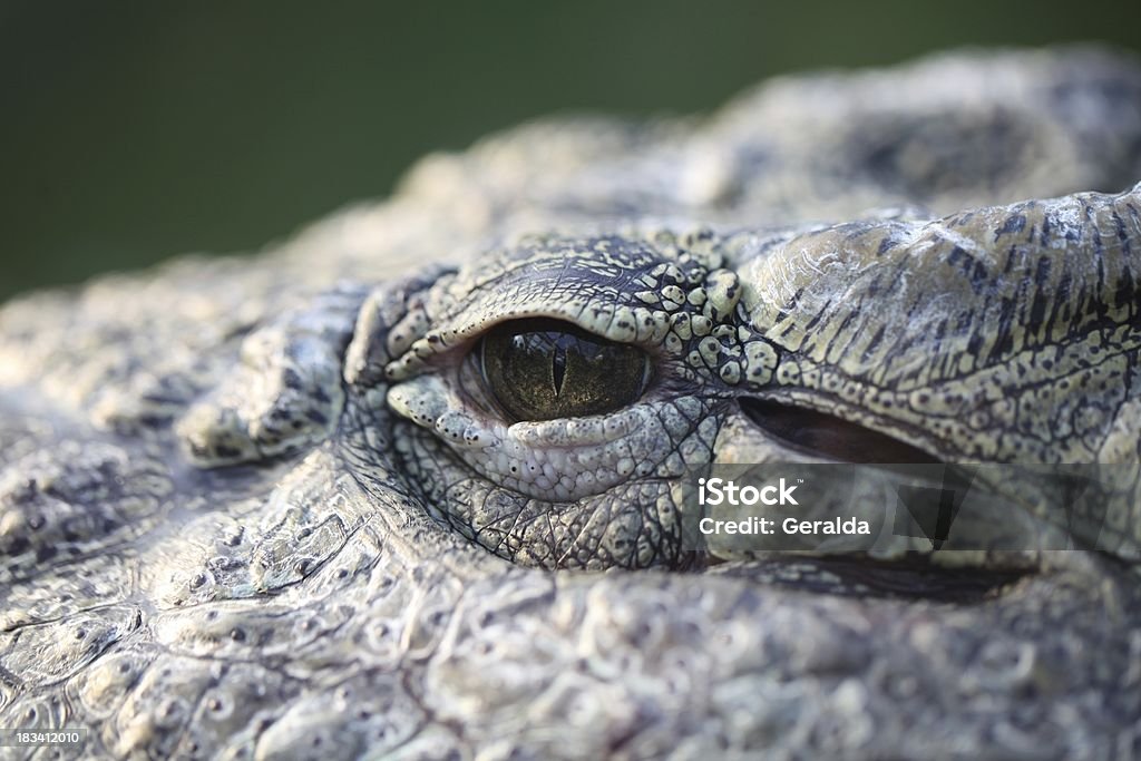 Olhos de Crocodilo - Foto de stock de Abstrato royalty-free