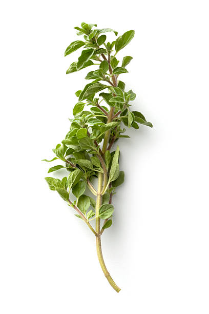 Fresh Herbs: Oregano Isolated on White Background More Photos like this here... oregano stock pictures, royalty-free photos & images