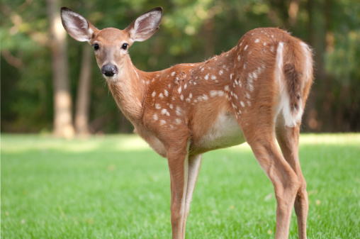 Young spotted white tail fawn looking at camera. Related: