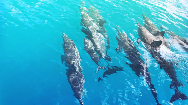 istock Dolphins swimming in Blue Water, Hawaii 1834122026