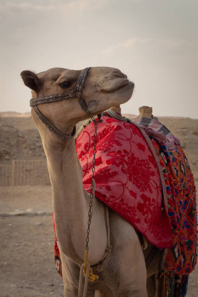 istock Camel wearing a harness and colorful fabrics in desert 1834122036