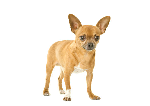 chihuahua isolated on white