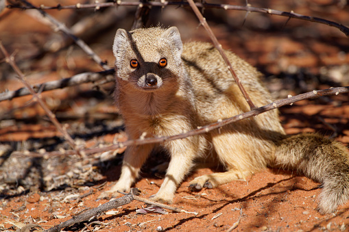 A Yellow Mongoose searches for food in Southern africa in Mariental, Hardap Region, Namibia