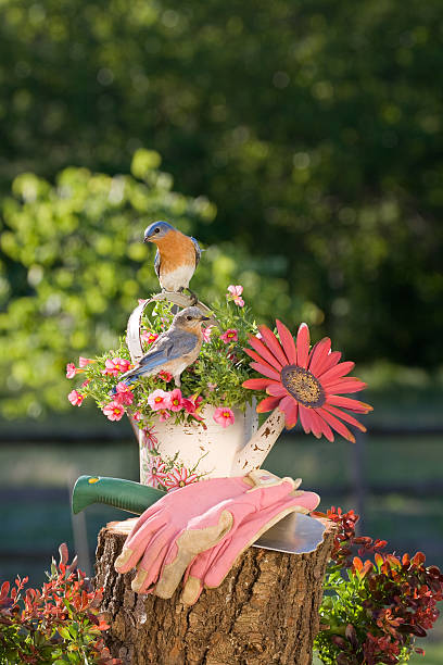 istock Eastern Bluebirds, in the garden 183412391