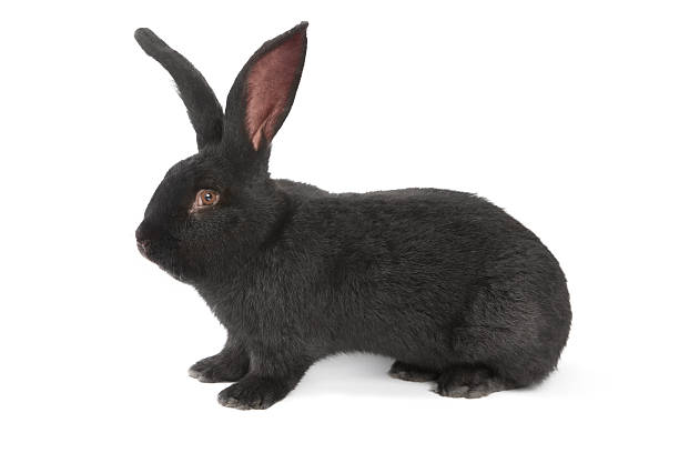 istock Black Rabbit Flemish Giant 183412408