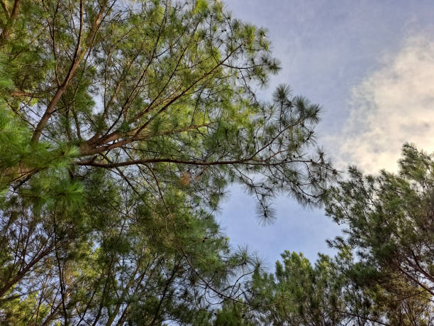 View Of Trees From Below During In The Summer