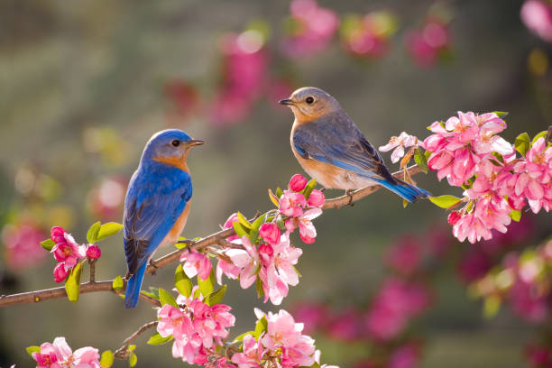 Eastern Bluebirds, male and female "Eastern Bluebirds, male and female, perched on a flowering branch in spring" perching stock pictures, royalty-free photos & images