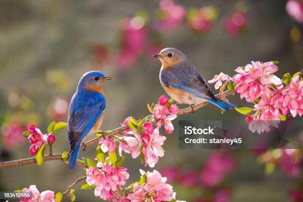Eastern Bluebirds Male And Female Stock Photo - Download Image Now - Bird, Springtime, Flower