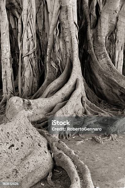 Ficus Australiano Árbol Foto de stock y más banco de imágenes de Baniano - Baniano, Ficus benjamina, Raíz