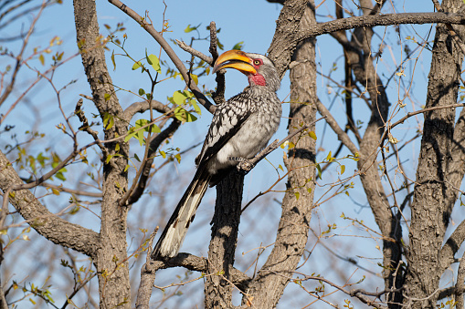 Southern Yellow-billed Hornbill rests in a tree in Onguma, Oshikoto Region, Namibia