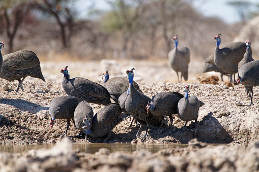 a flock of Helmeted Guineafowl drink at a local water hole in Onguma, Oshikoto Region, Namibia