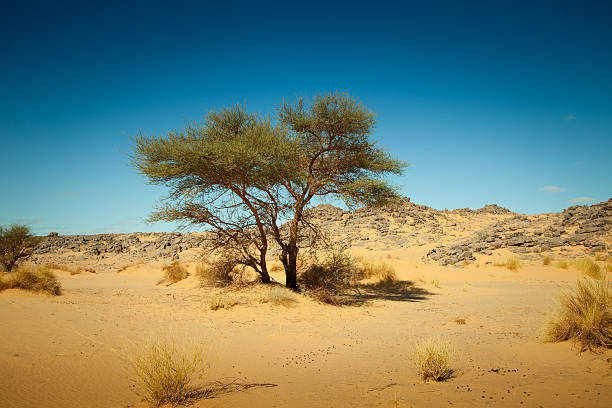 Acacia tree in Libyan Sahara desert landscape stock photo