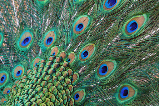 Peafowl in saturated colors.