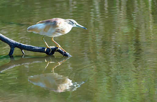a Squacco Heron waits for a meal to swim by in Kruger Park, Mpumalanga, South Africa