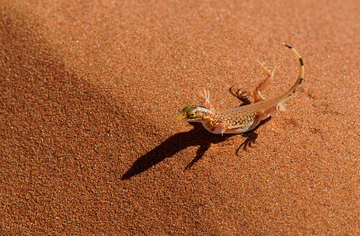 A Shovel-nosed Lizard does the hot feet dance in Namib, Erongo, Namibia