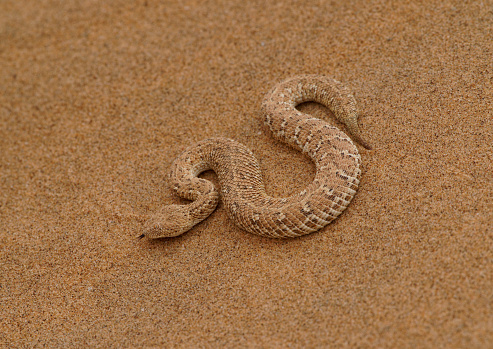 a Sidewinder snake moves about the Dorob Desert in Namib, Erongo, Namibia