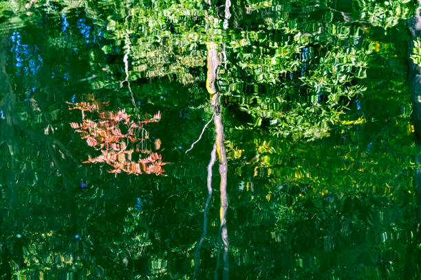 Colorful Tree Red Green Grey Water Reflection Abstract Furuichi kofungun Water Surrounding Ancient Burial Mound Habikino Osaka Province Japan.