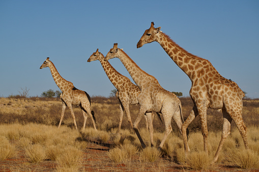 Giraffe survive in the western Kalahari in Mariental, Hardap Region, Namibia
